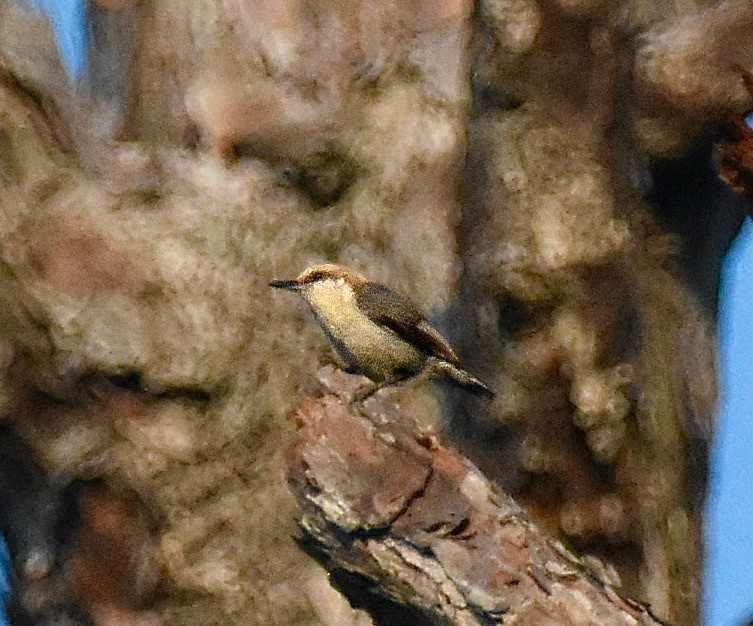 Brown-headed Nuthatch - ML619335862