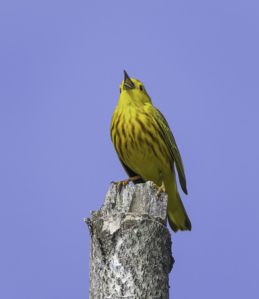 Yellow Warbler - ML619335879
