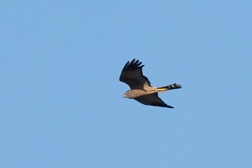 Spotted Harrier - ML619335892