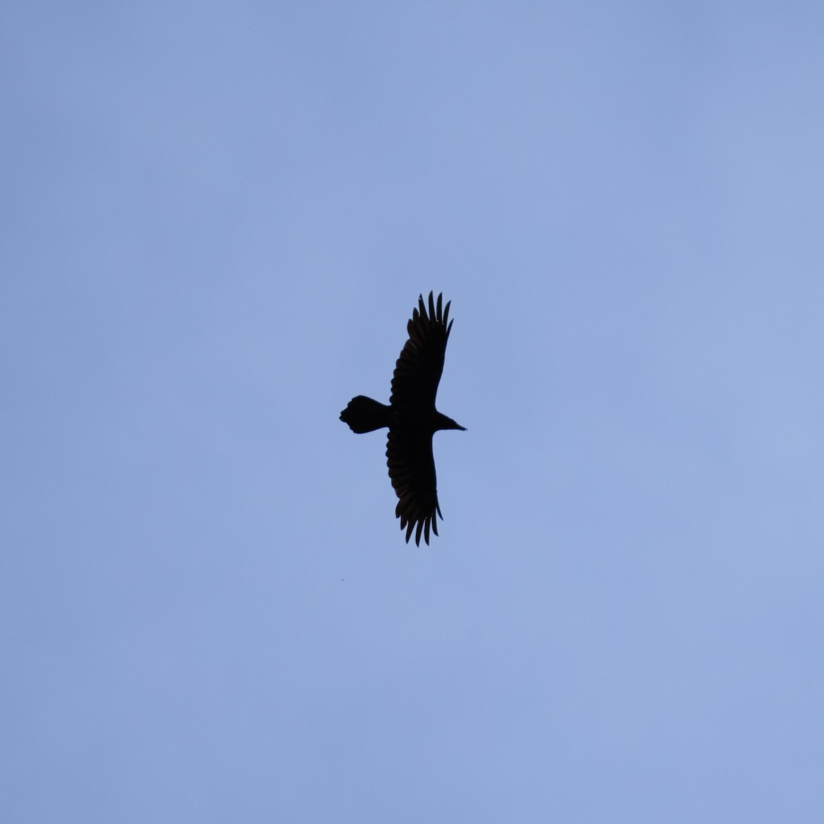 Common Raven - ML619335975