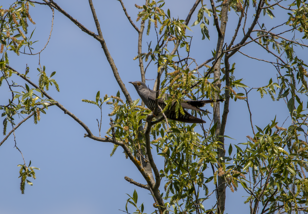 Common Cuckoo - ML619335996