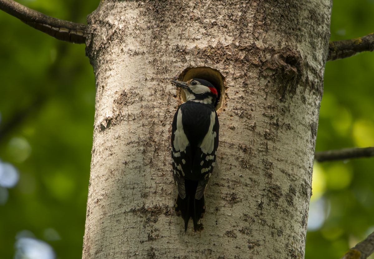 Great Spotted Woodpecker - ML619336001