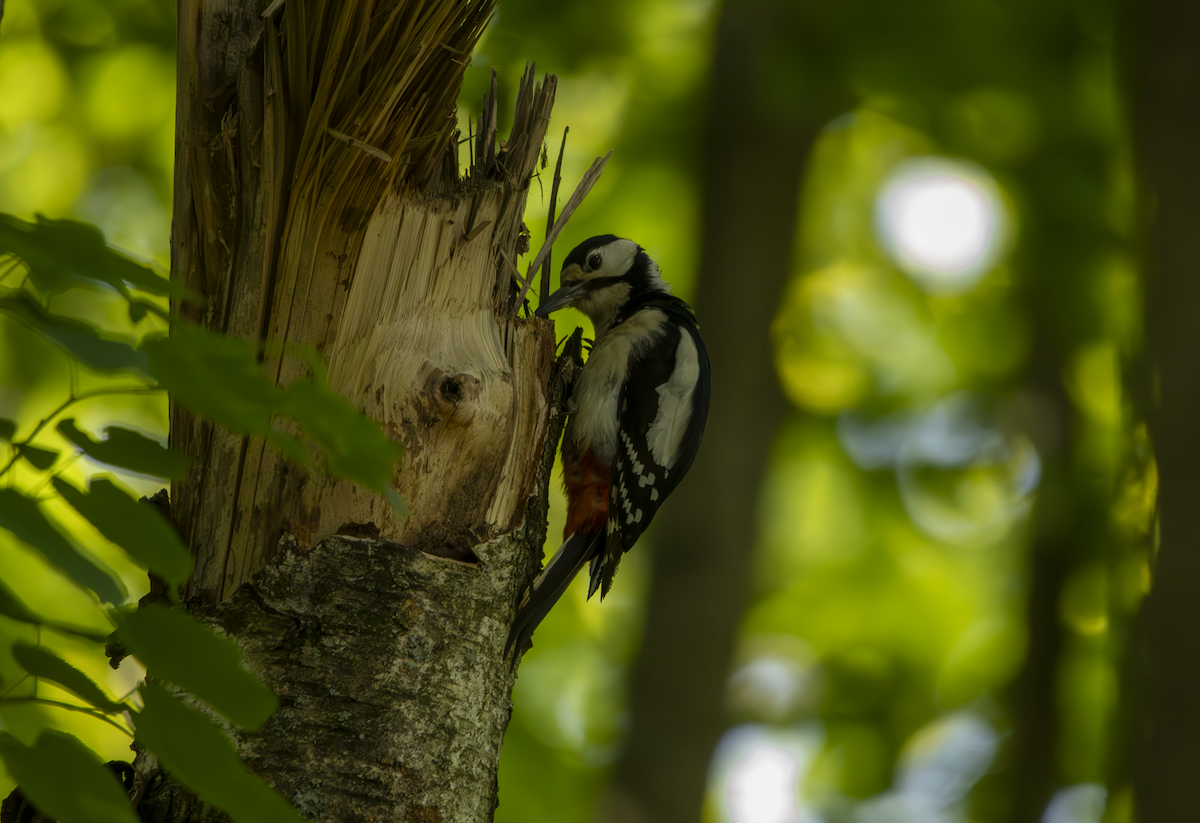 Great Spotted Woodpecker - ML619336002
