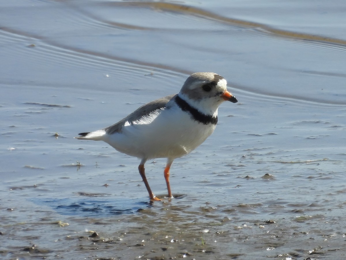 Piping Plover - ML619336004