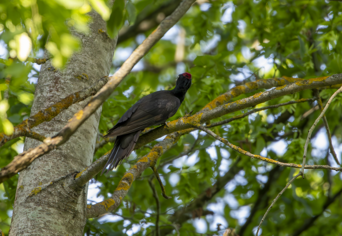 Black Woodpecker - ML619336005