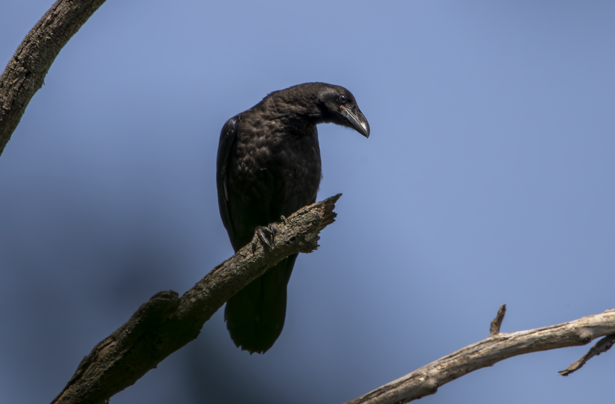 Common Raven - ML619336009
