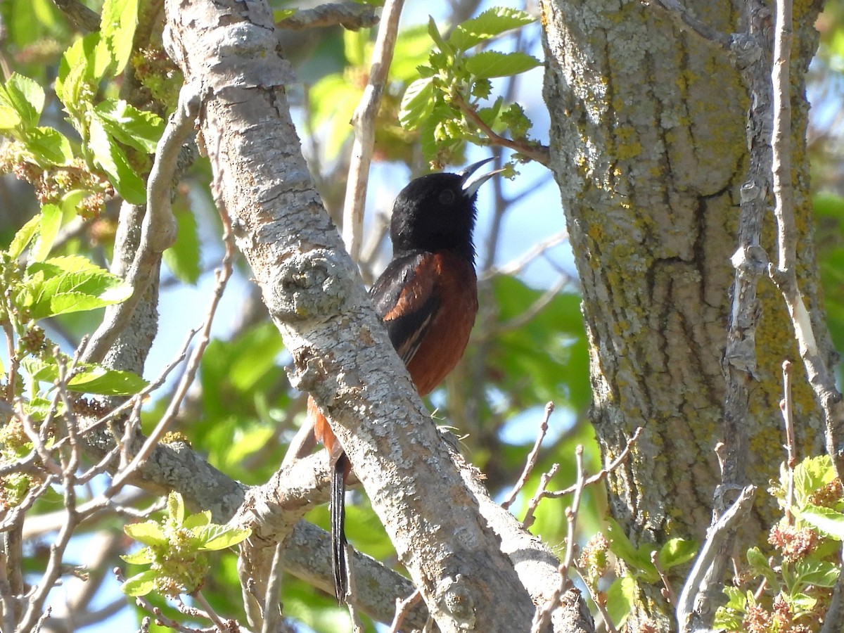 Orchard Oriole - ML619336032