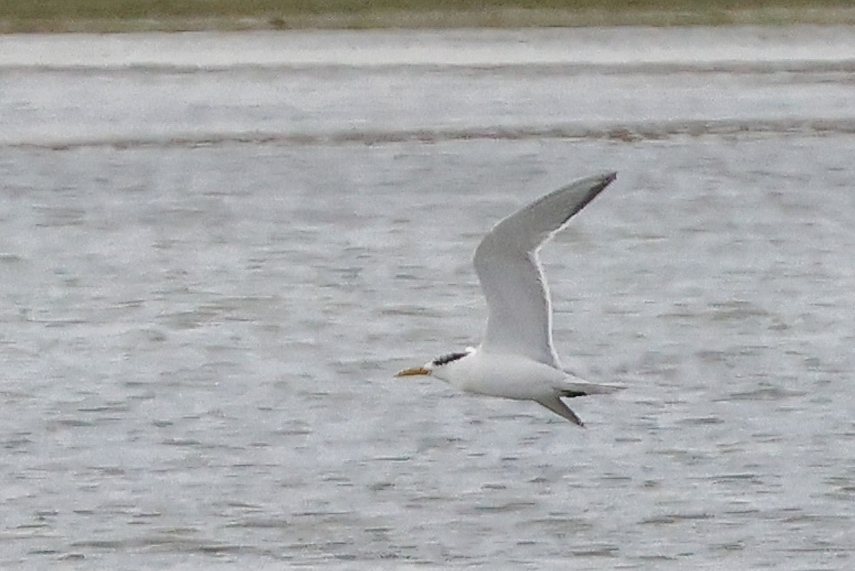 Great Crested Tern - ML619336068
