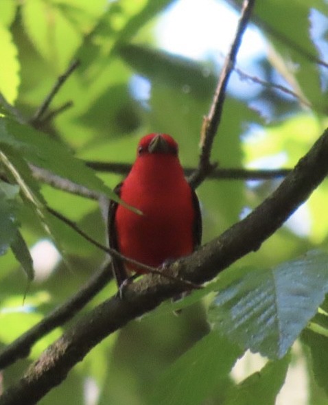 Scarlet Tanager - ML619336136