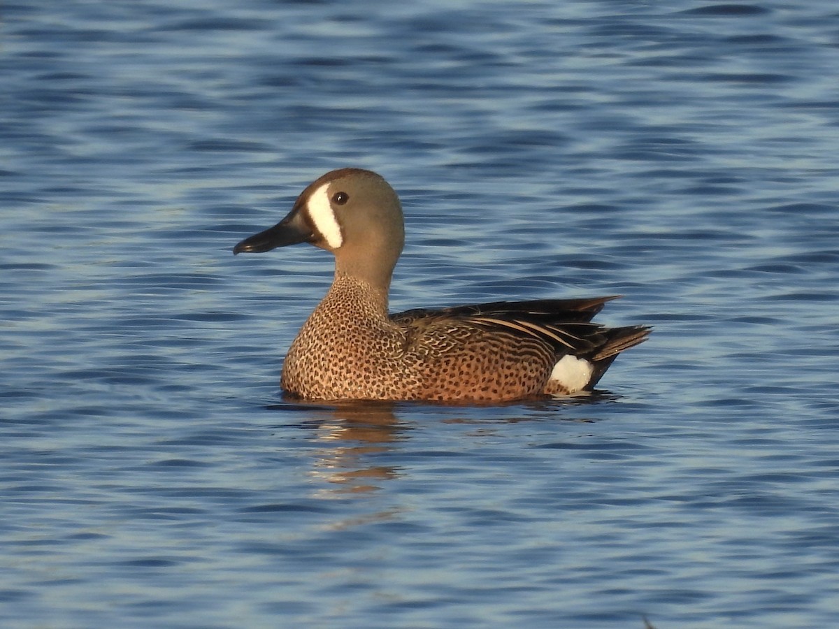Blue-winged Teal - ML619336196