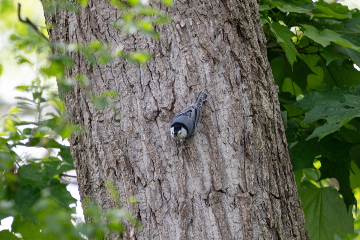White-breasted Nuthatch - ML619336207