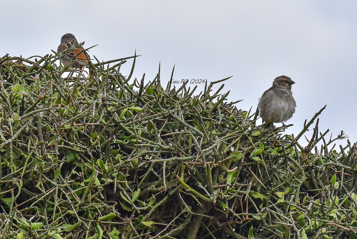 Kenya Rufous Sparrow - ML619336211