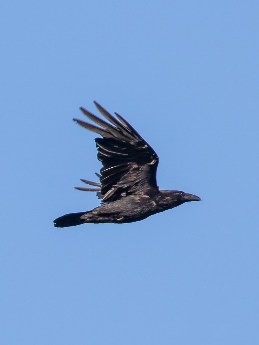 Common Raven - ML619336218
