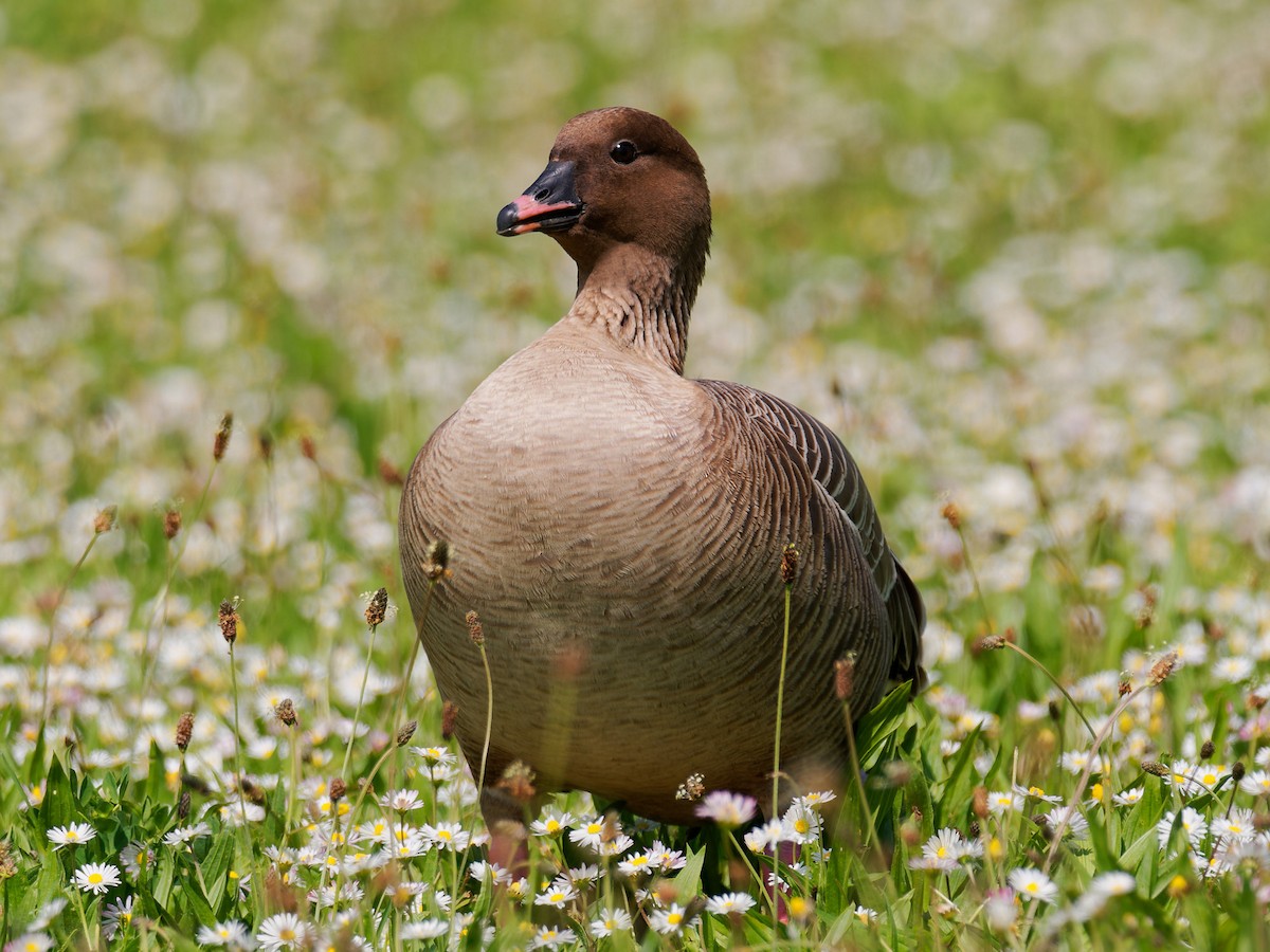 Pink-footed Goose - ML619336241