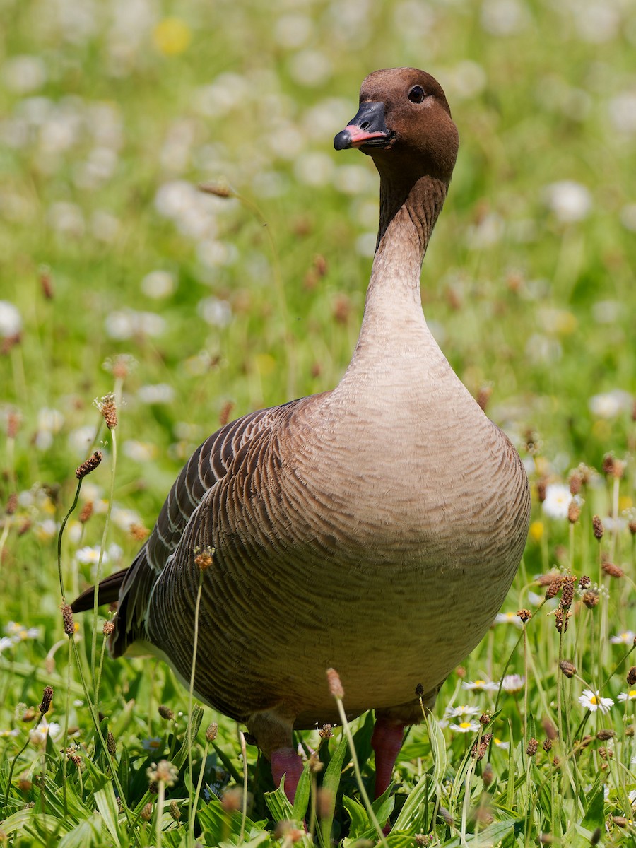 Pink-footed Goose - ML619336248