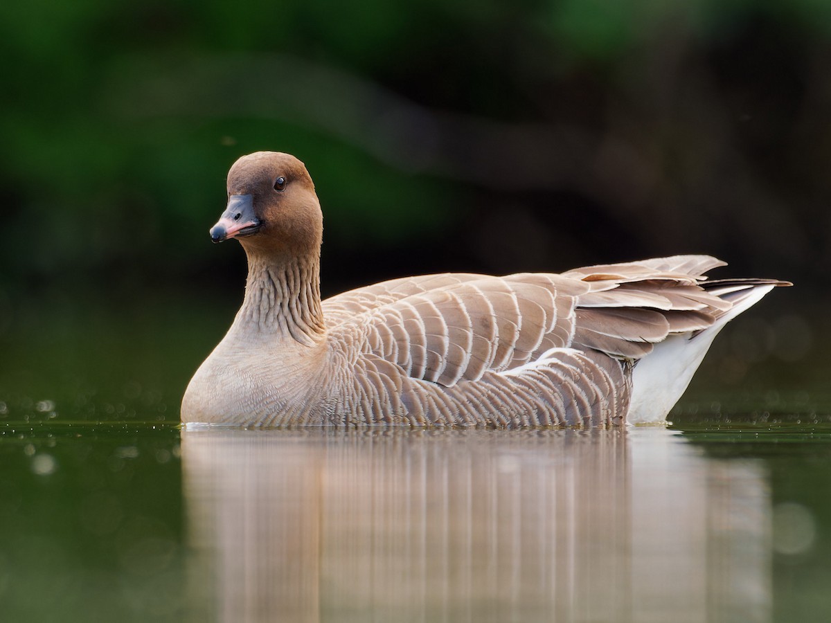 Pink-footed Goose - ML619336252