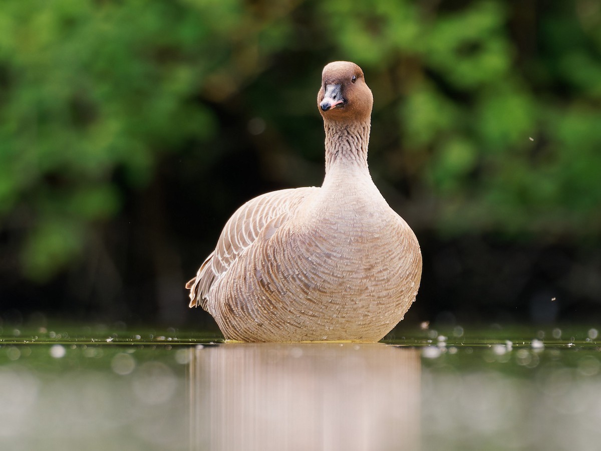 Pink-footed Goose - ML619336255