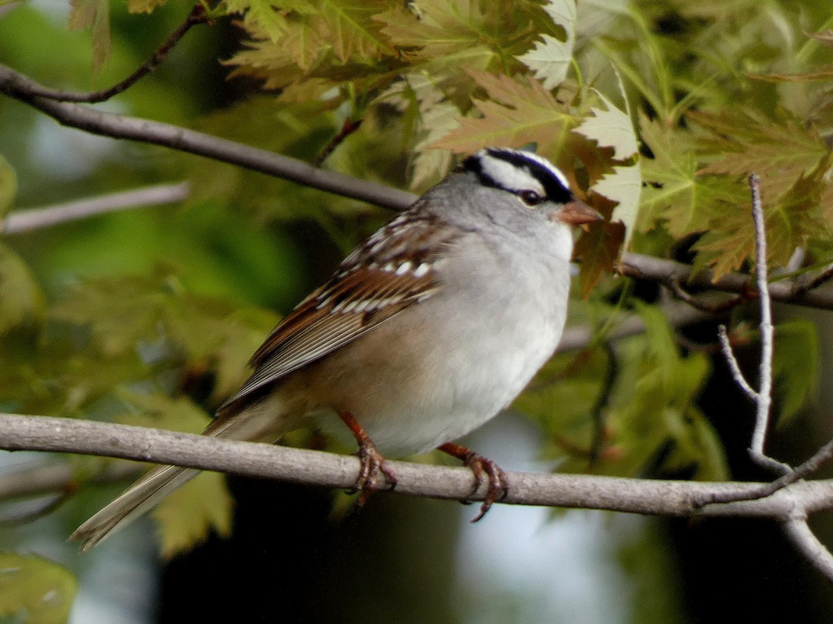 White-crowned Sparrow - ML619336284