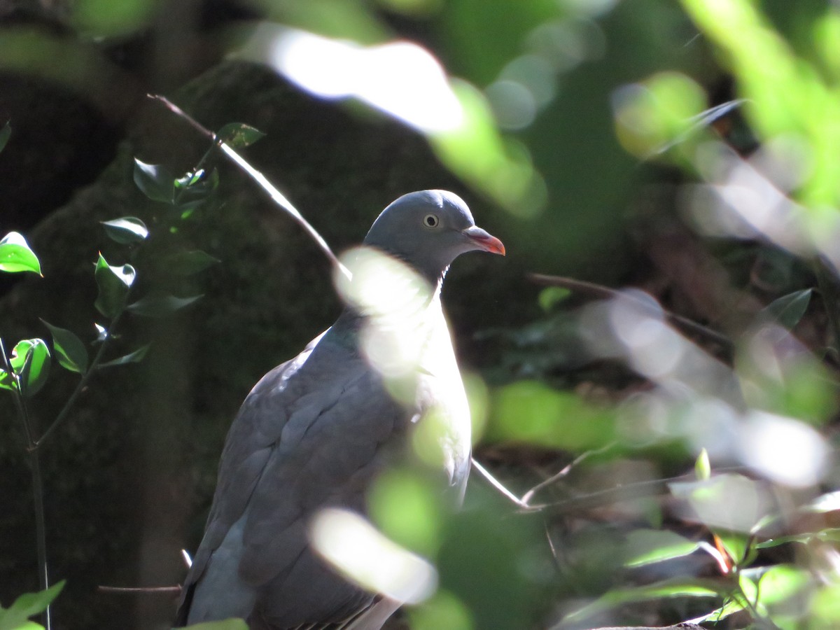 Common Wood-Pigeon - ML619336335