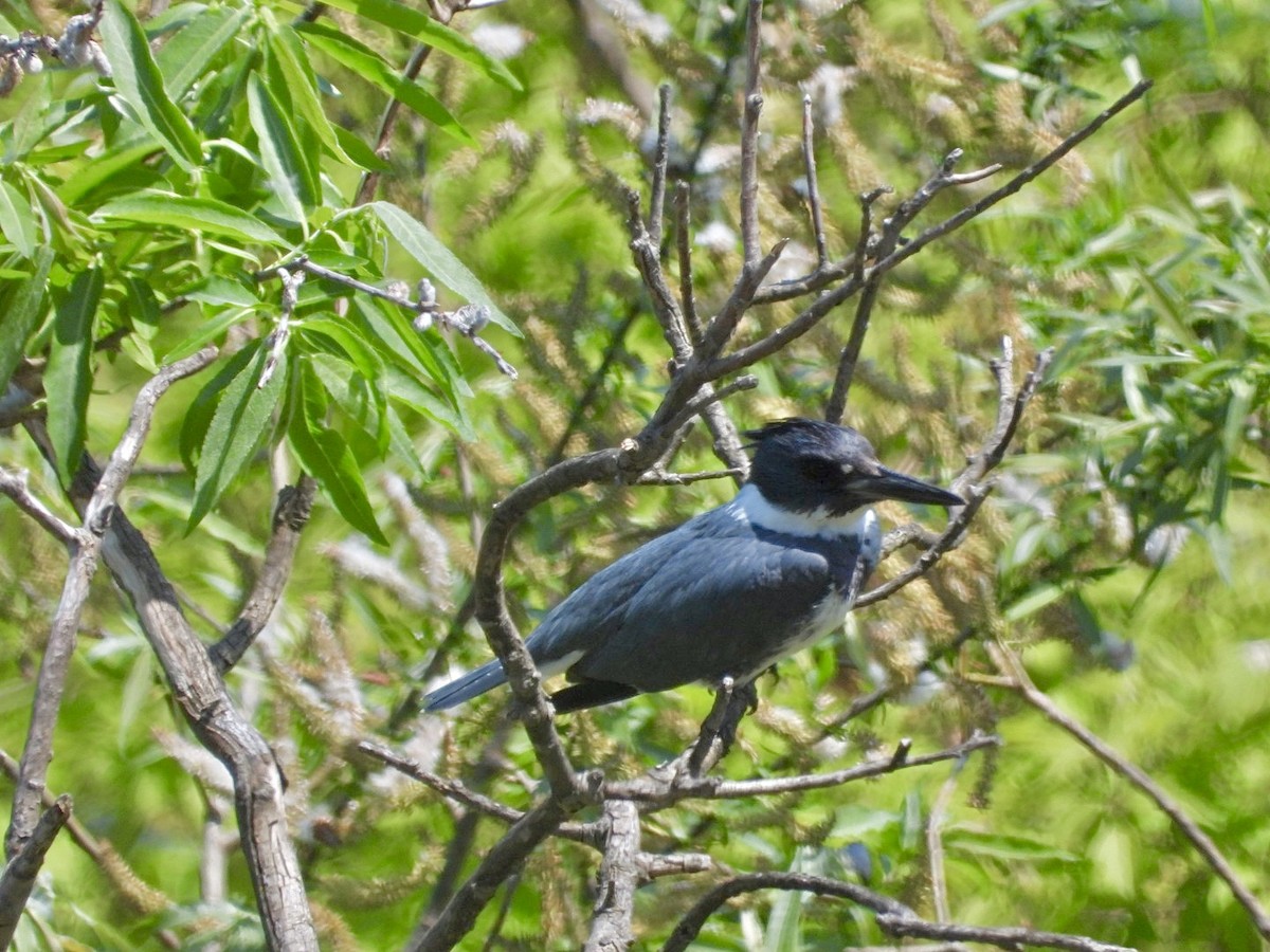 Belted Kingfisher - ML619336341