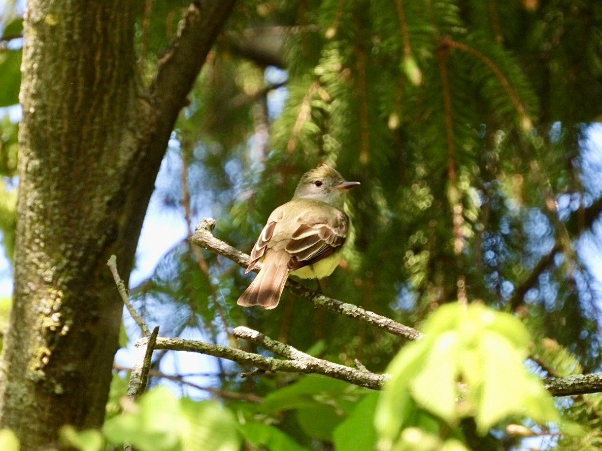 Great Crested Flycatcher - ML619336343