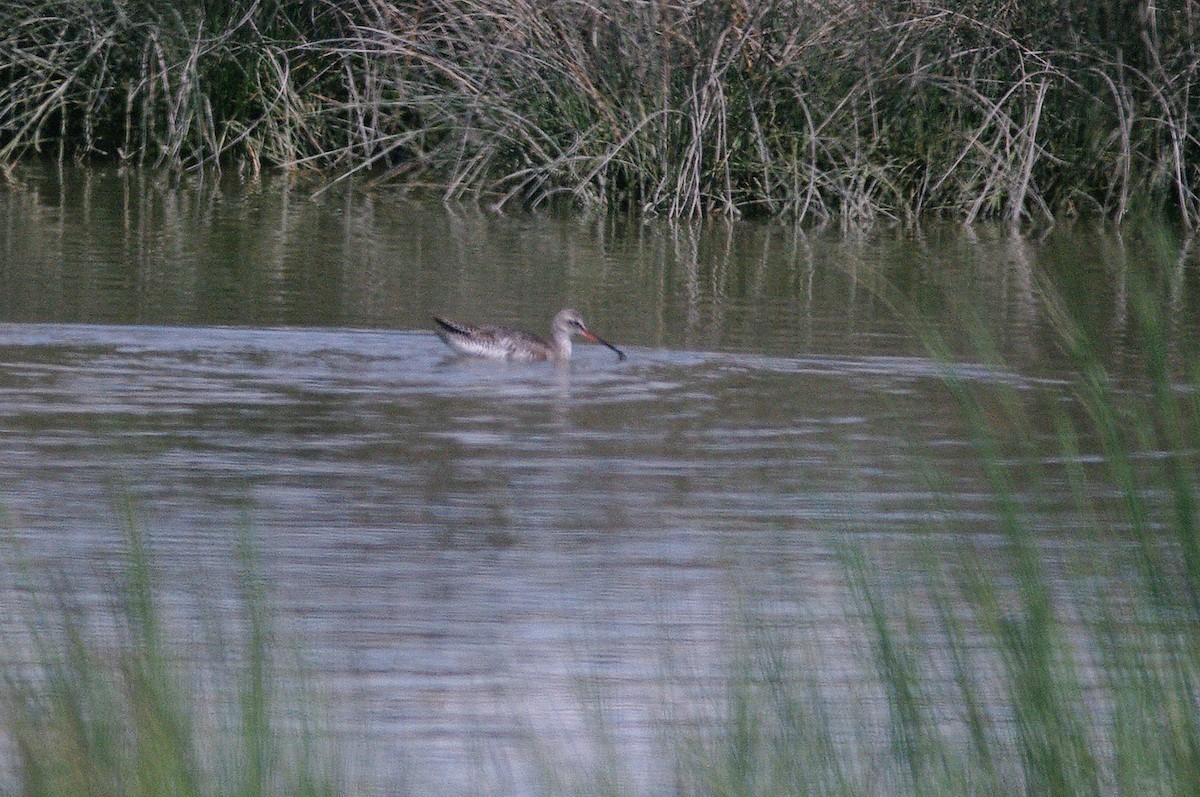 Spotted Redshank - ML619336391
