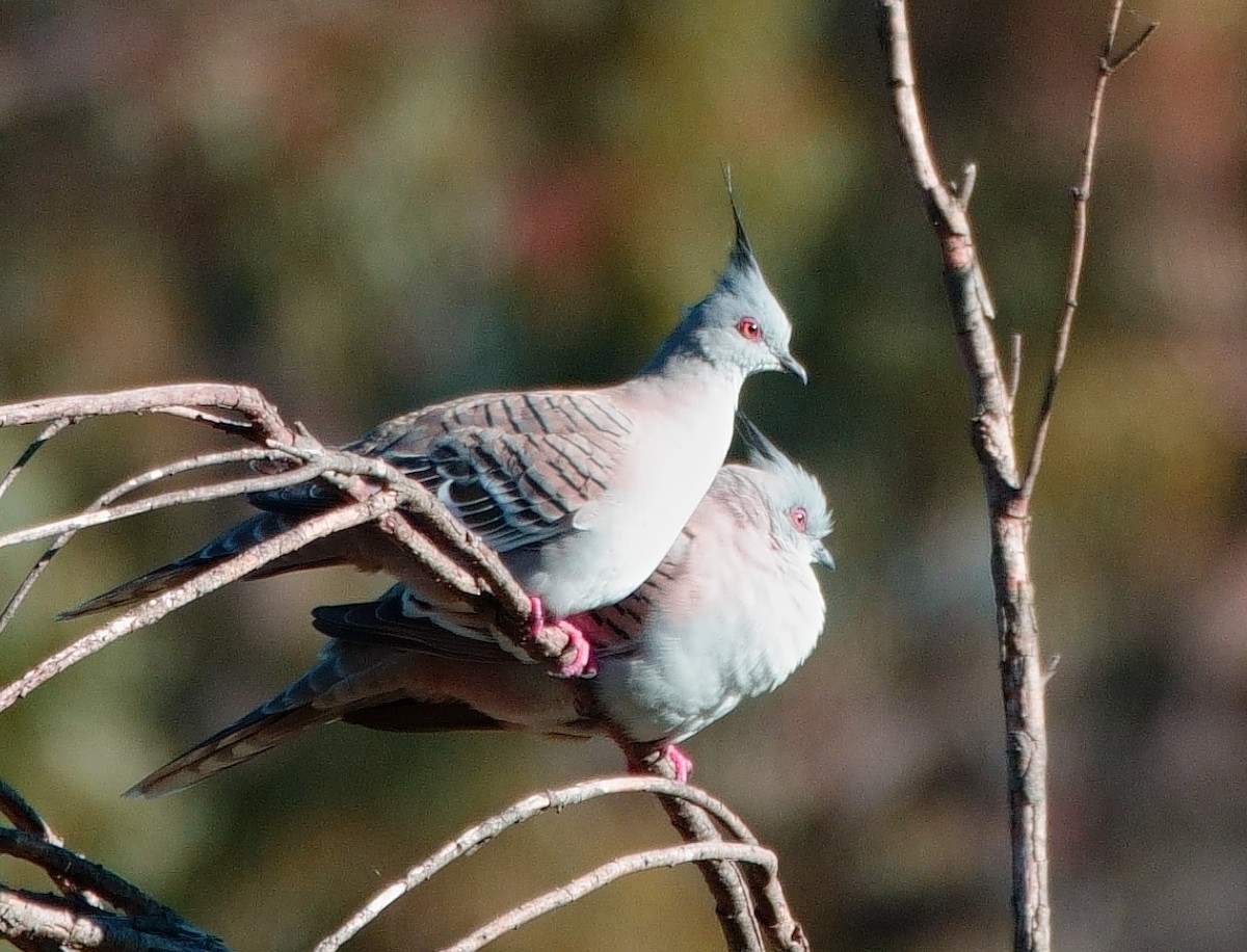 Crested Pigeon - ML619336395