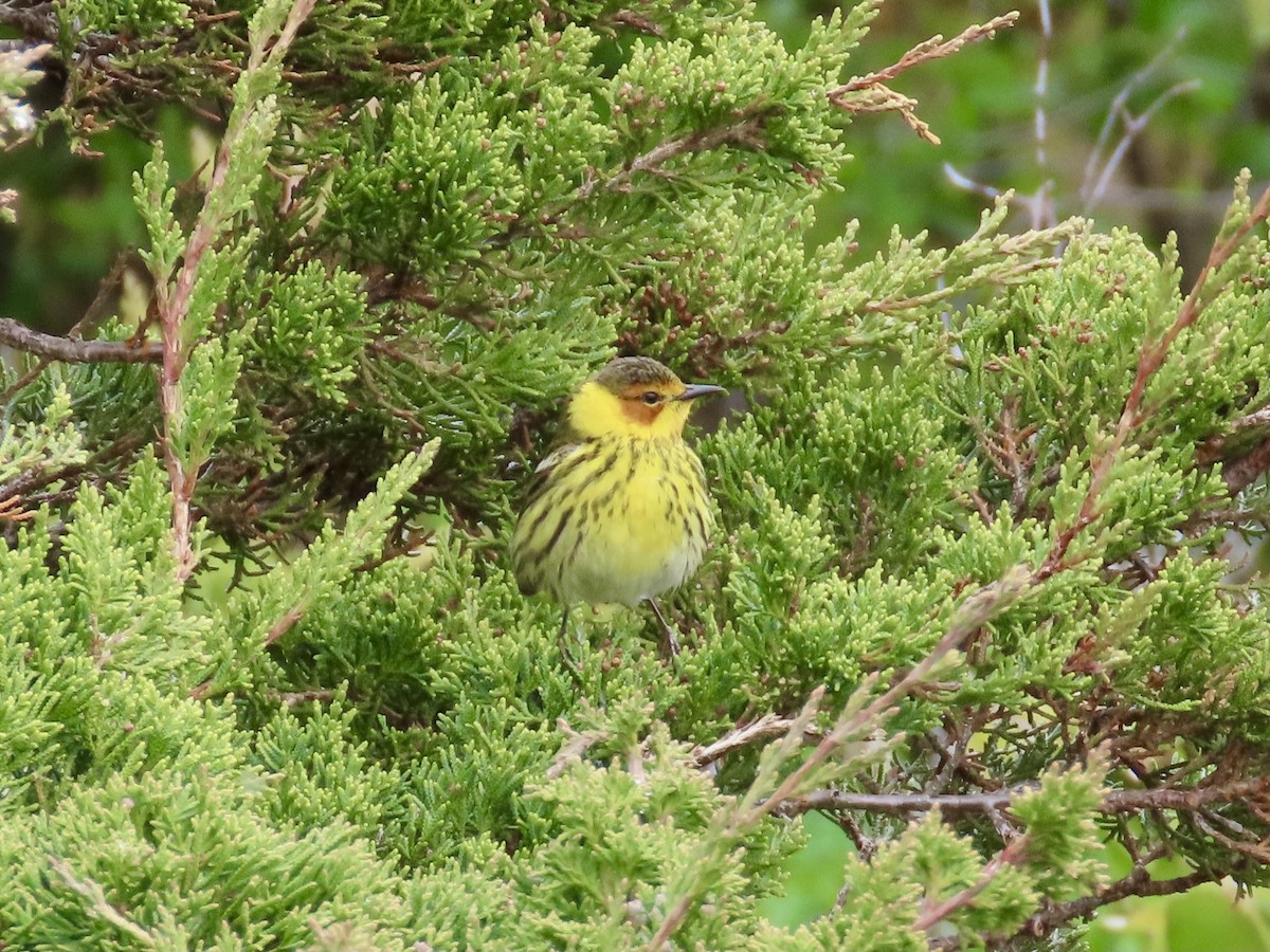 Cape May Warbler - ML619336401