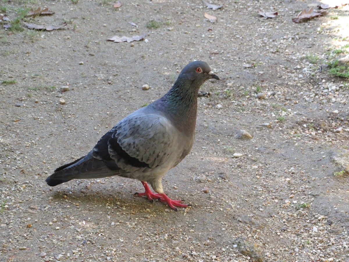 Rock Pigeon (Feral Pigeon) - ML619336434