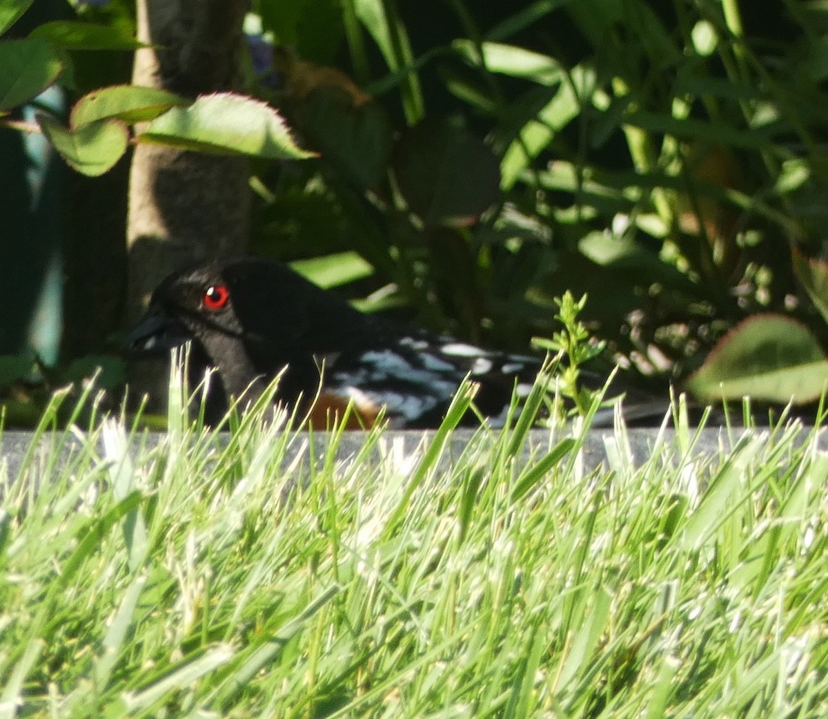 Spotted Towhee - ML619336466