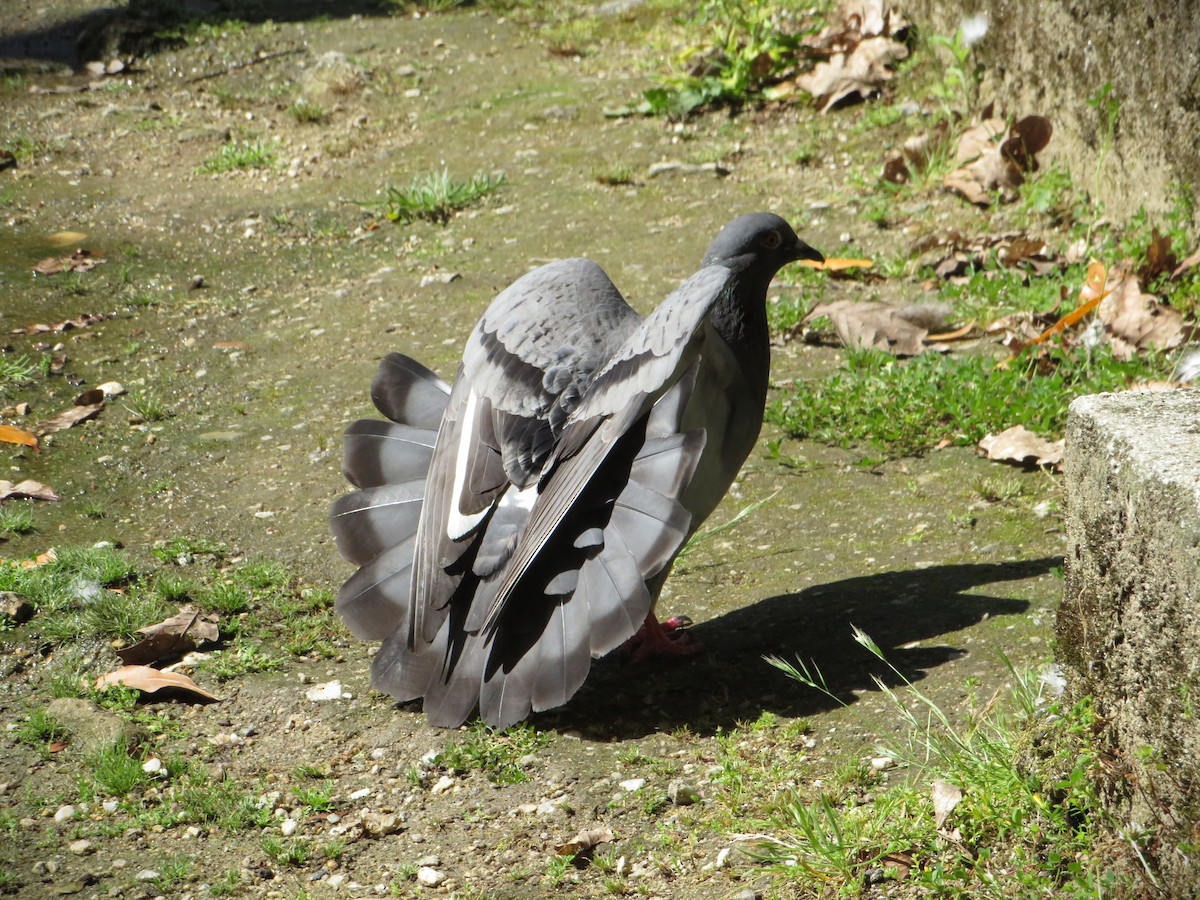Rock Pigeon (Feral Pigeon) - ML619336473