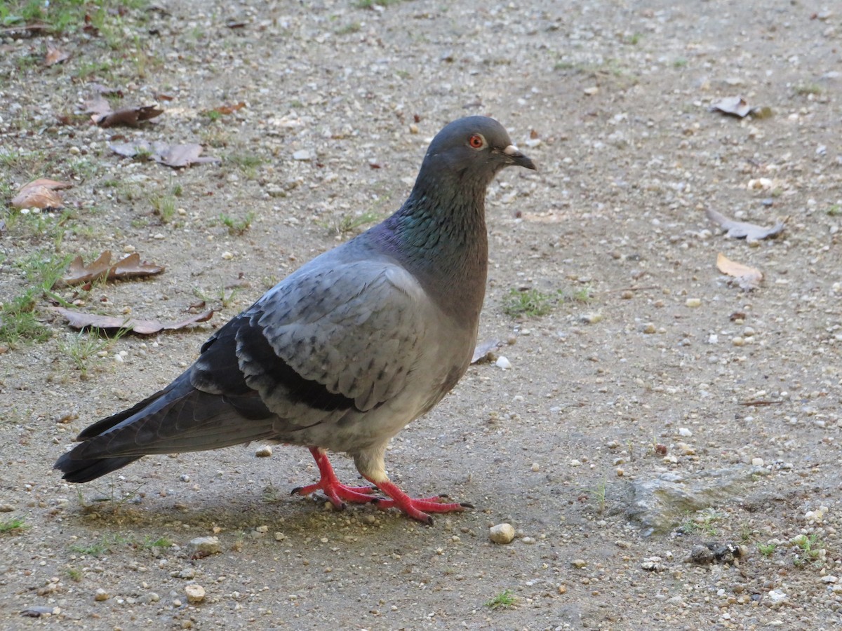 Rock Pigeon (Feral Pigeon) - ML619336509