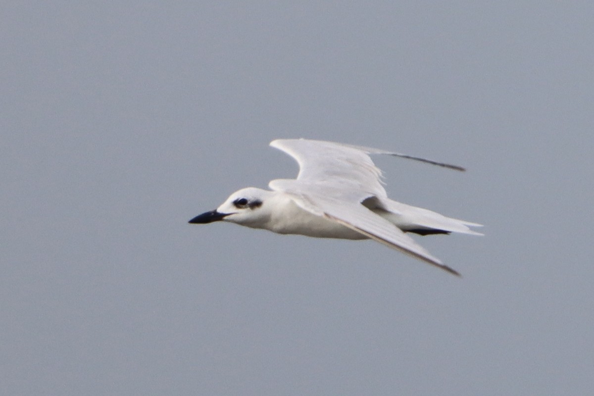 Gull-billed Tern - ML619336515