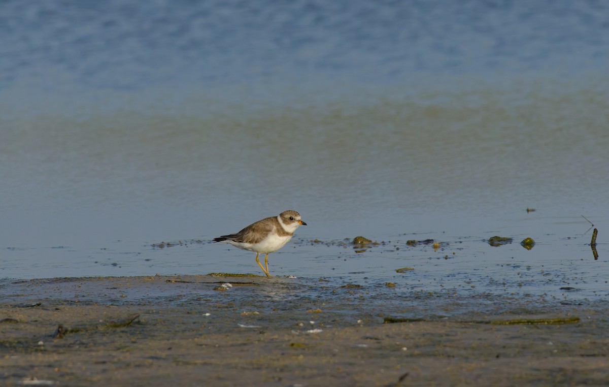 Semipalmated Plover - ML619336612