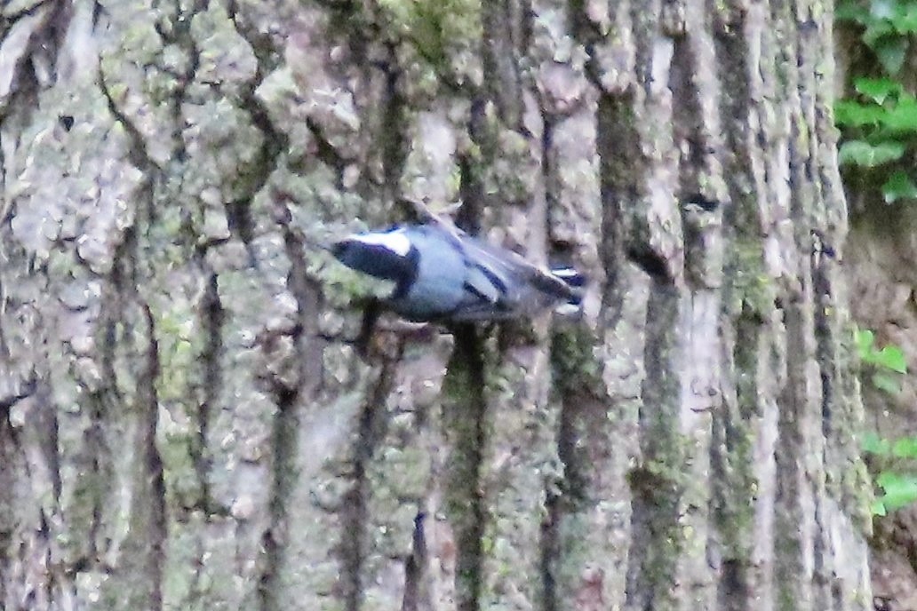White-breasted Nuthatch - ML619336643