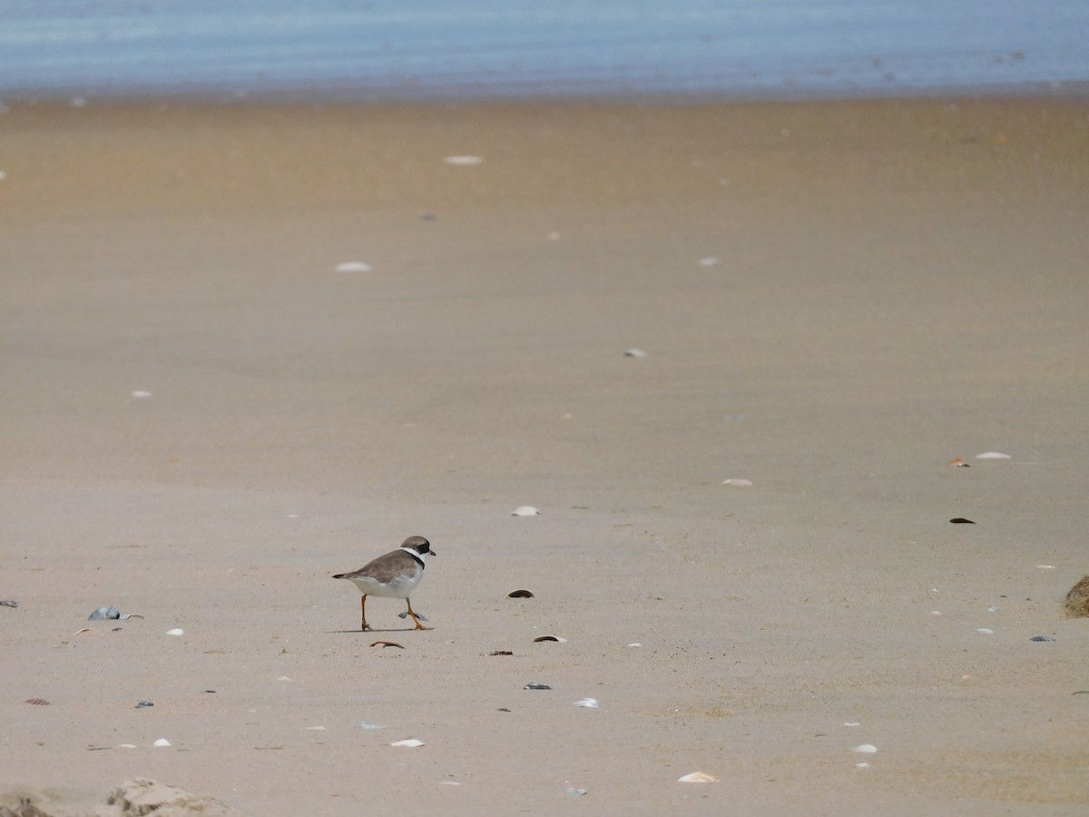 Semipalmated Plover - ML619336647