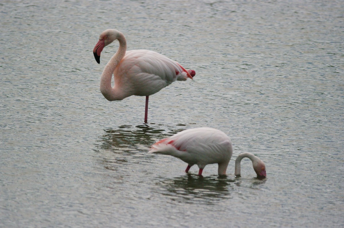 Greater Flamingo - ML619336691
