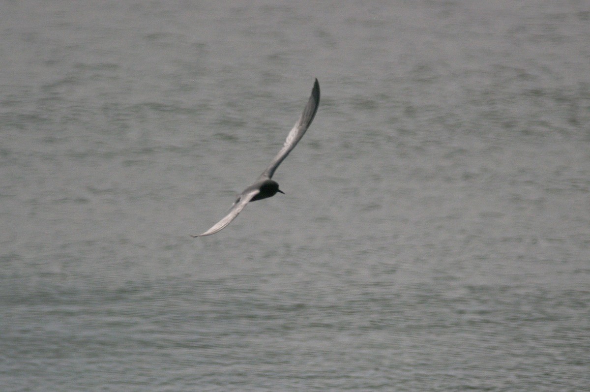Black Tern - ML619336700