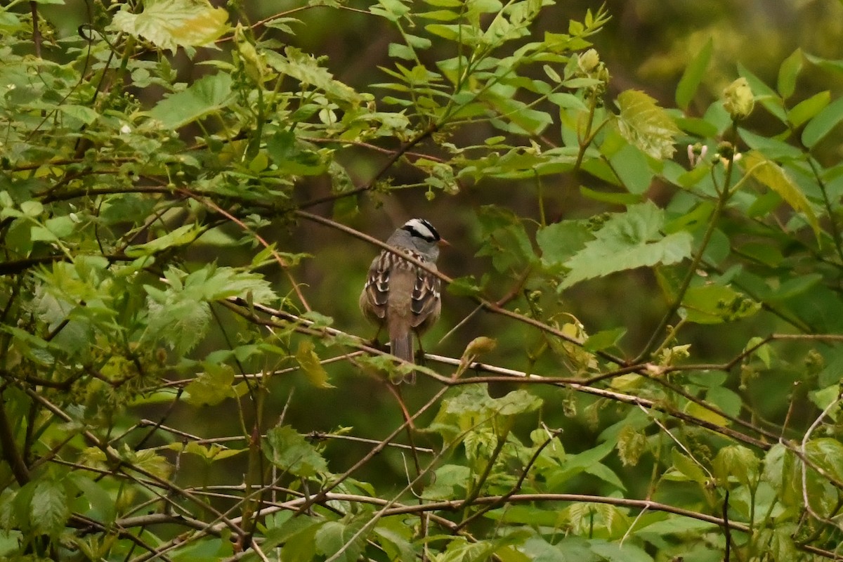 White-crowned Sparrow - ML619336707