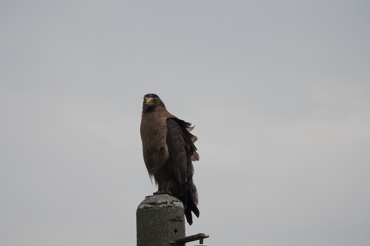Crested Serpent-Eagle - ML619336713
