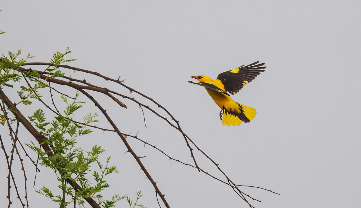Indian Golden Oriole - ML619336751