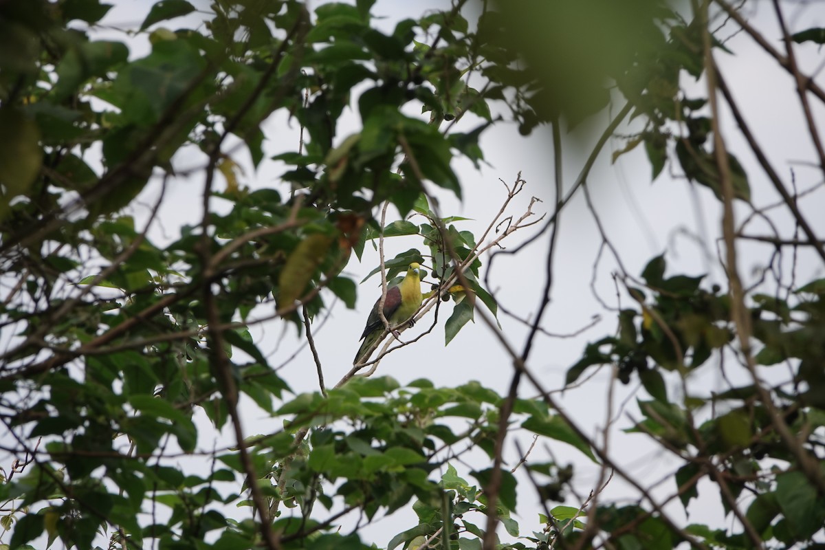 White-bellied Green-Pigeon - ML619336752