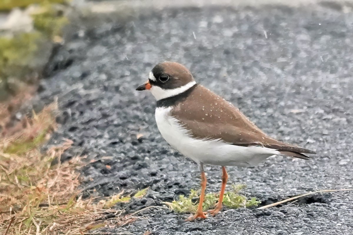 Semipalmated Plover - ML619336769