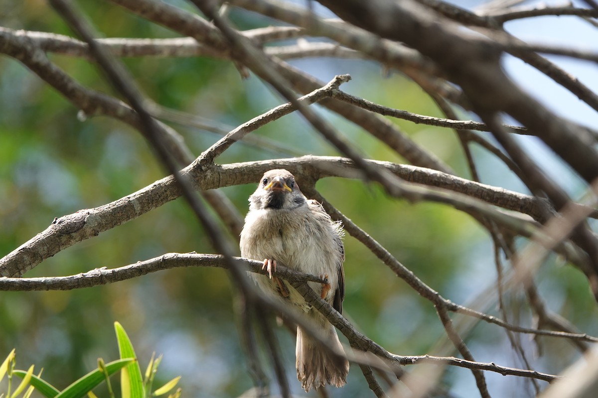 Eurasian Tree Sparrow - ML619336842