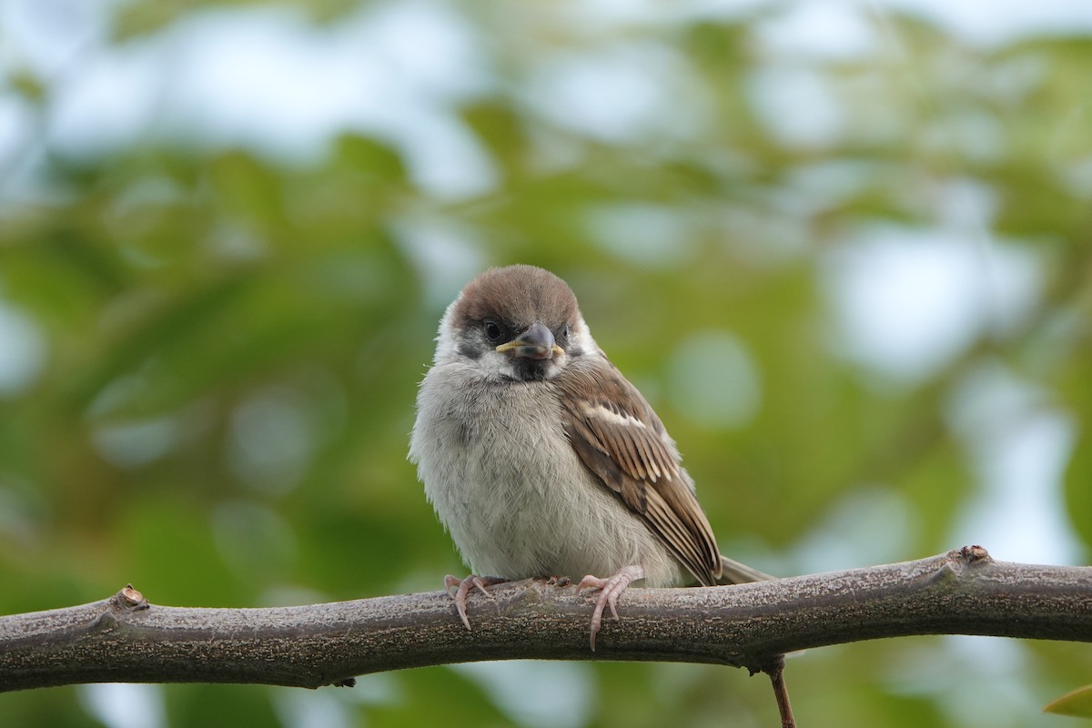 Eurasian Tree Sparrow - ML619336890