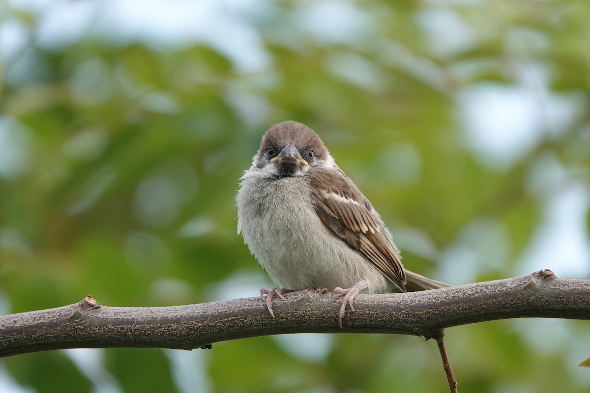 Eurasian Tree Sparrow - ML619336891