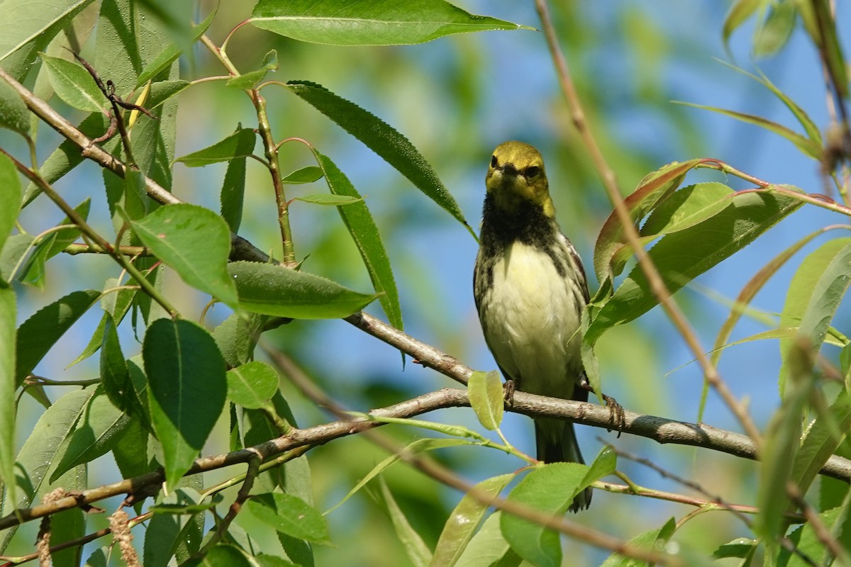 Black-throated Green Warbler - ML619336947