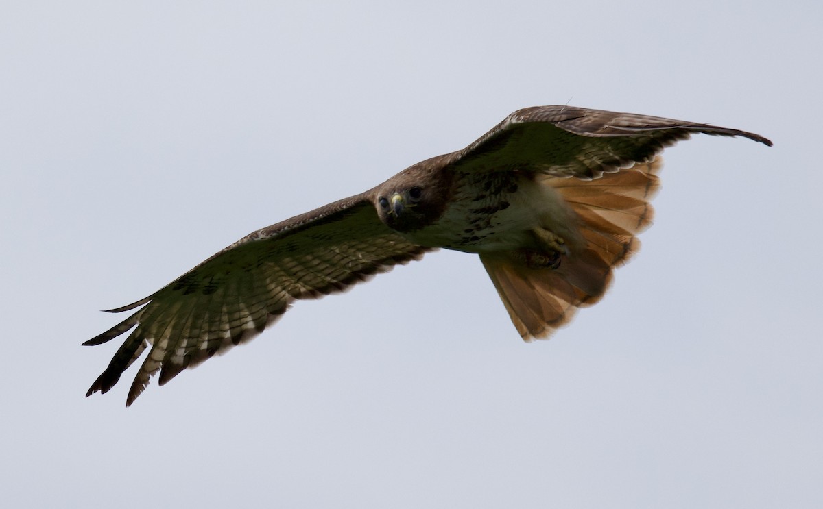 Red-tailed Hawk - ML619336948