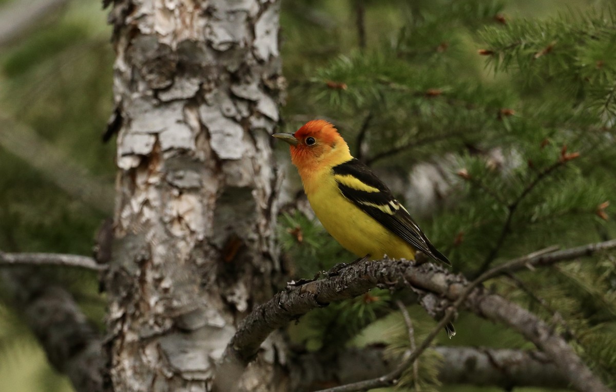 Western Tanager - ML619336971