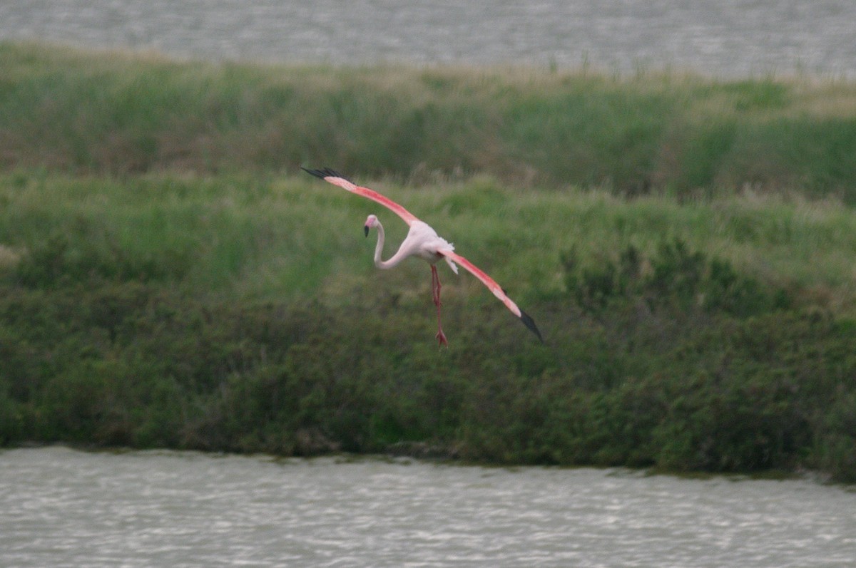 Greater Flamingo - ML619337011
